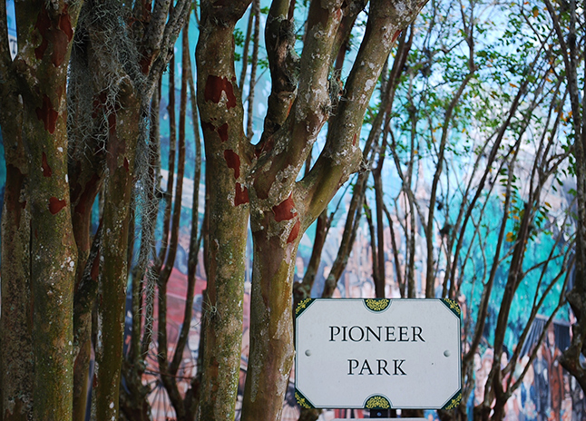 Trees in Pioneer Park